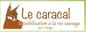 le caracal Bleu Tomate