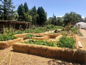 jardin partagé Flour é poutagié Bleu Tomate