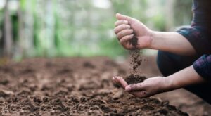Farmer,Holding,Soil,In,Hands,Close-up.,Farmers',Experts,Check,Soil Bleu Tomate