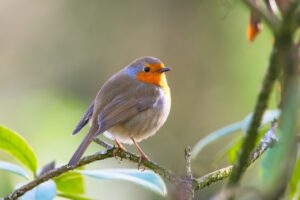 rouge-gorge gratuit Bleu Tomate