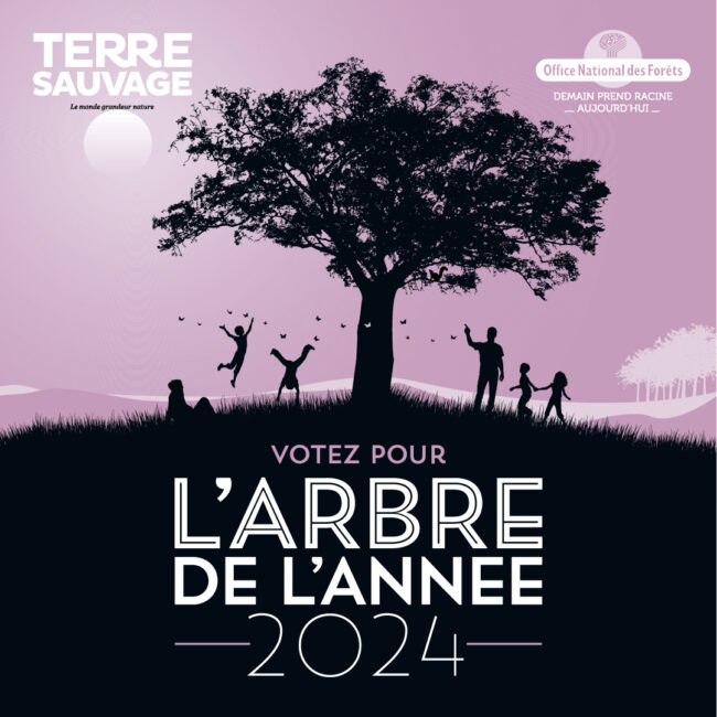 Elisez votre arbre de l'année Bleu Tomate le mag