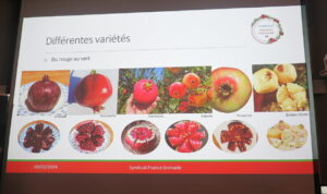 Présentation de la grenade et de ses 1200 variétés