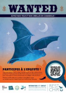 Wanted ! Avez vous vu des chauves souris en Camargue ?? Bleu Tomate le mag
