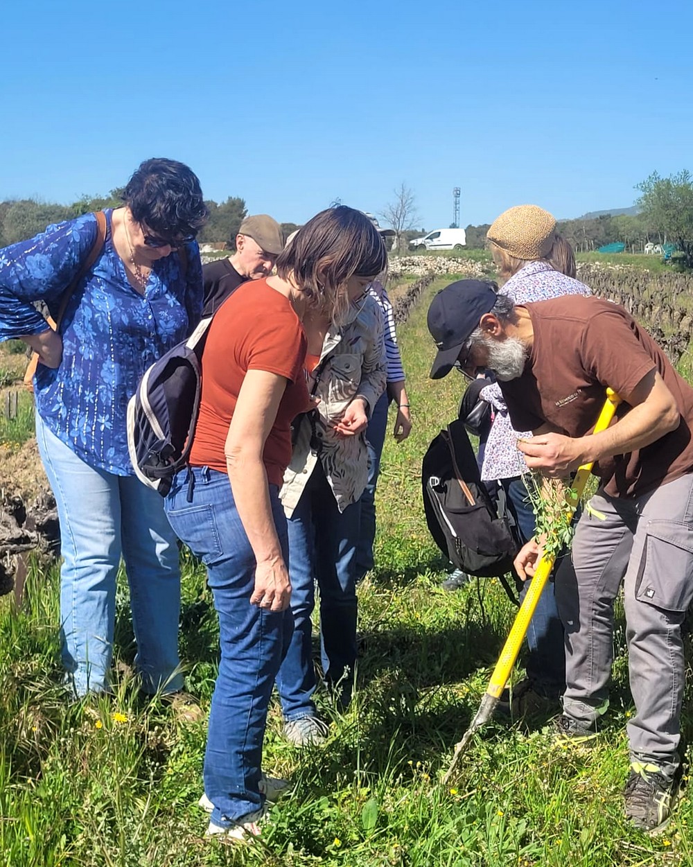 le groupe identifie les plantes sauvages
