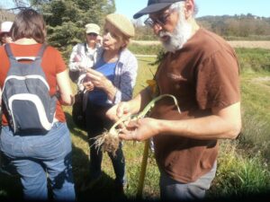 le groupe a trouvé des poireaux sauvages