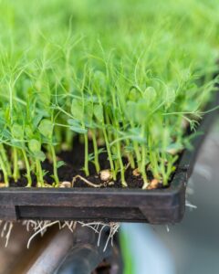 Des micro pousses de pois vert dans la serre du Paysan Urbain