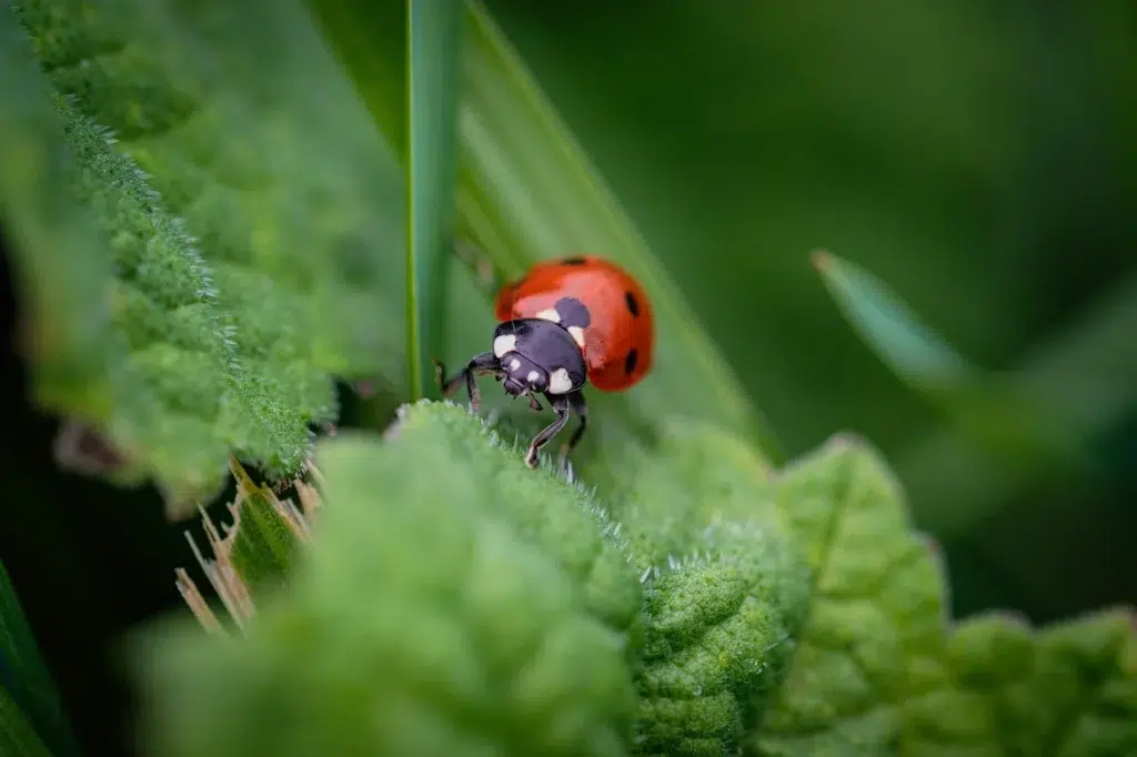 ami-du-jardin-coccinelle