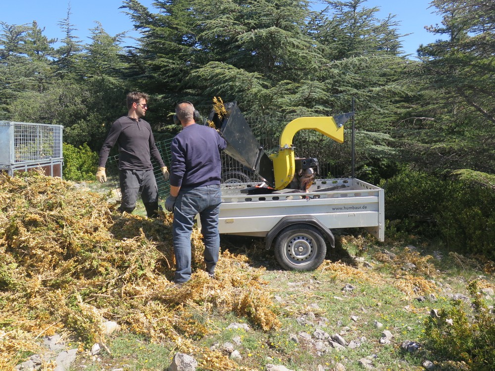 les branches de buis sont broyées sur place
