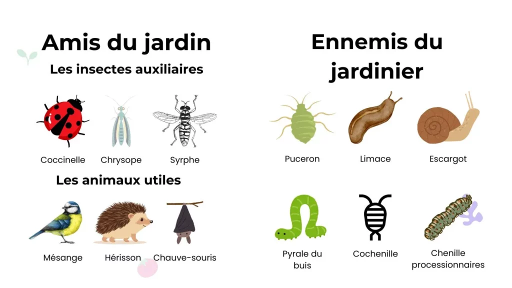 infographie amis du jardin ennemi jardinier