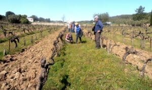 un rang de vigne est enherbé, l'autre pas