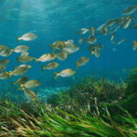 Campagne participative estivale "Ma plage, espace de biodiversité" Bleu Tomate
