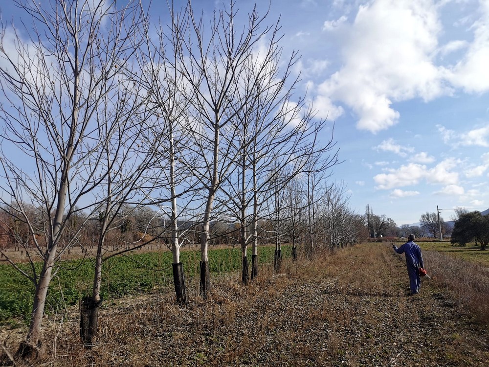 Céréales associées aux arbres de bois d'oeuvre