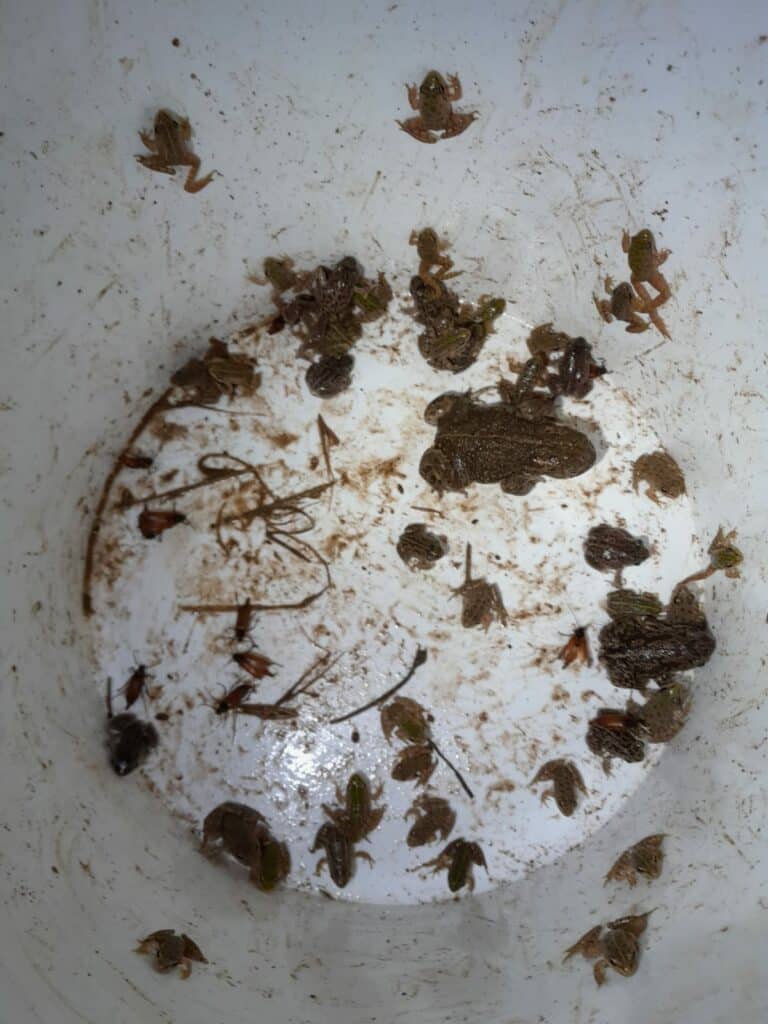 les petits amphibiens recueillis dans un seau avant de traverser la route 
