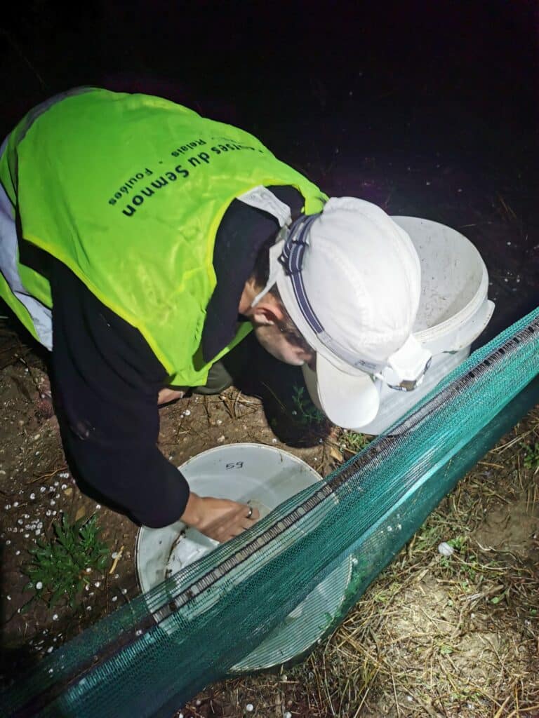 Un agent du Parc recueille les amphibiens tombés dans les seaux