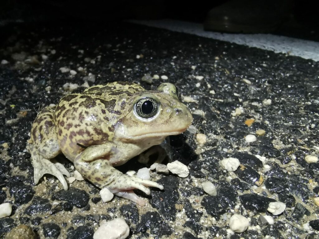 un crapaud à couteaux sur la route