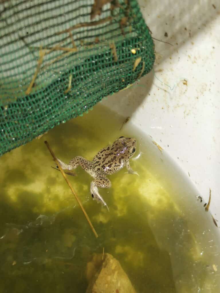 Un Pélobate cultripède, dit crapaud à couteaux recueilli dans un seau 