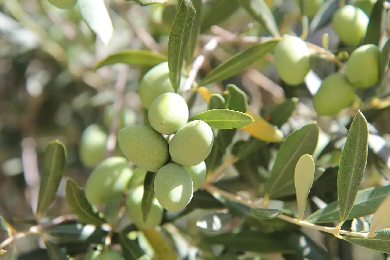 agriculture dans les bouches-du-rhône olive