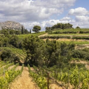Les vignes du domaine de Coyeux à Beaumes-de-Venise