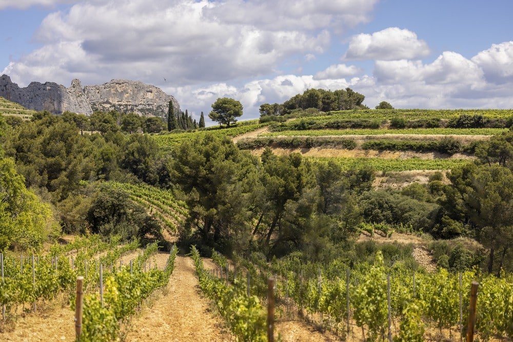 Les vignes du domaine de Coyeux à Beaumes-de-Venise