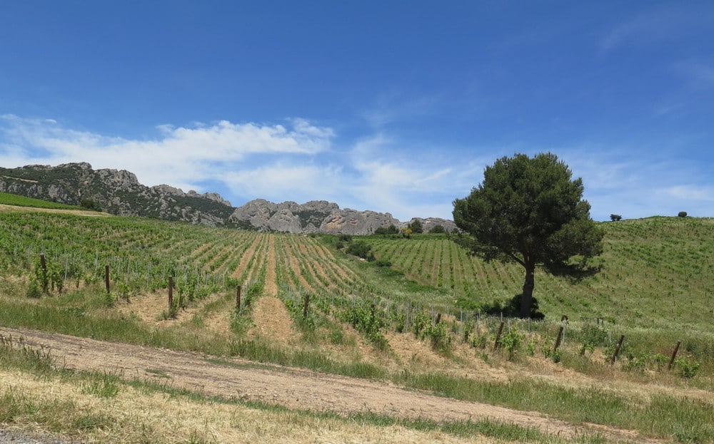 vignes du domaine de Coyeux