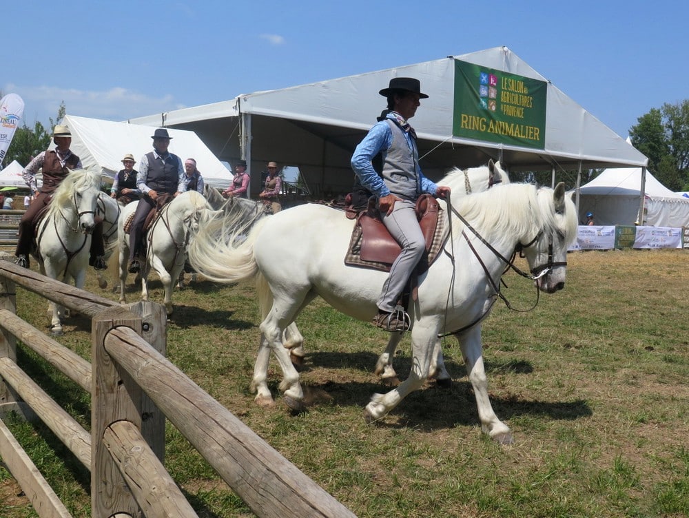 Chevaux Camargue en démonstration au SAP 2025