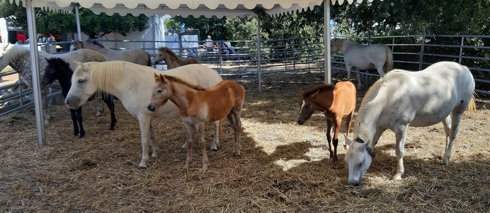 chevaux Camargue