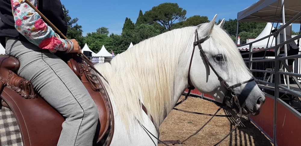 Cheval Camargue