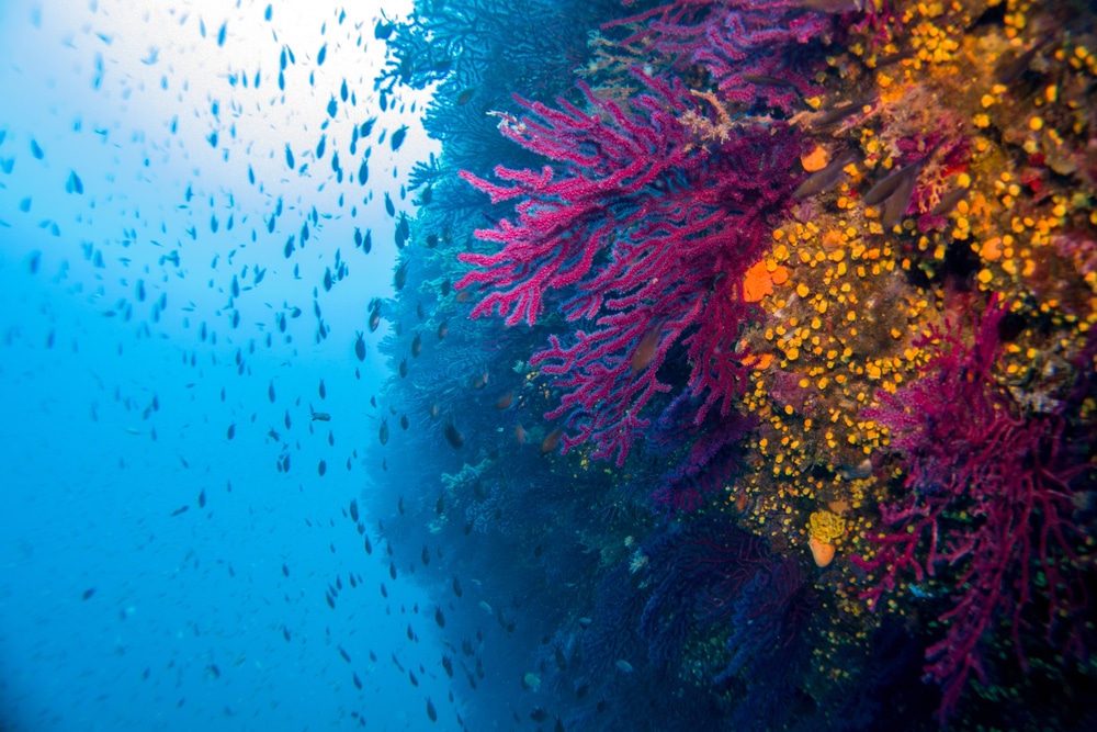 La pêche artisanale a du vague à l'âme Bleu Tomate