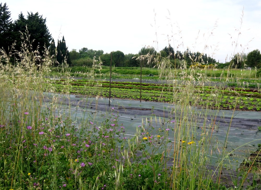 Fleurs et plantes sauvages alternent avec les légumes