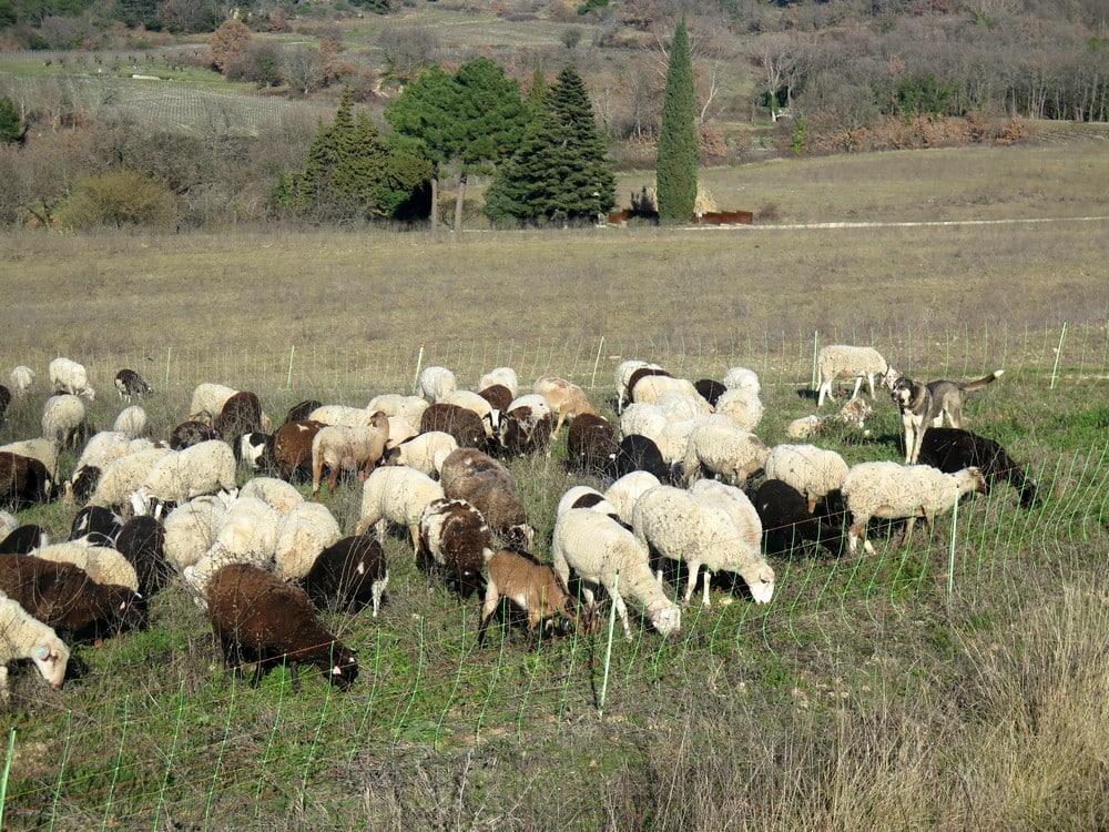 troupeau de brebis et chien
