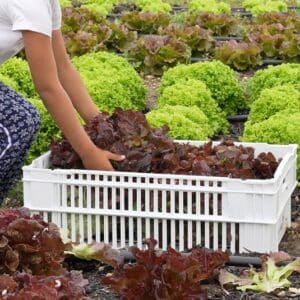 enfant ramassant une salade