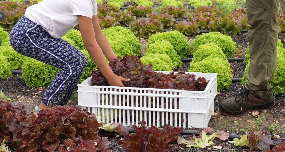 enfant ramassant une salade