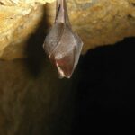 A la rencontre des chauves-souris avec le Parc Naturel Régional du Verdon Bleu Tomate