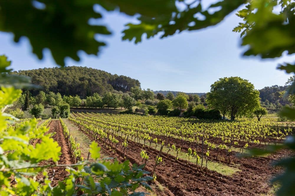 Itinéraire Art & Vin 2025 : Dracénie Bleu Tomate Clos D'Alari - Extérieur Vignes