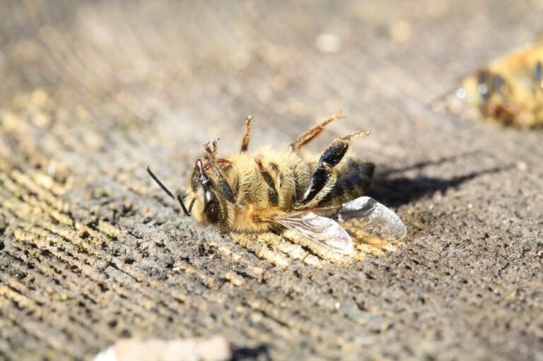abeille morte - article loi DUPLOMB