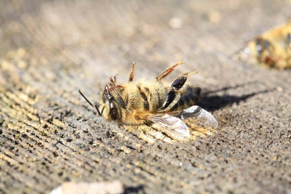 abeille morte - article loi DUPLOMB