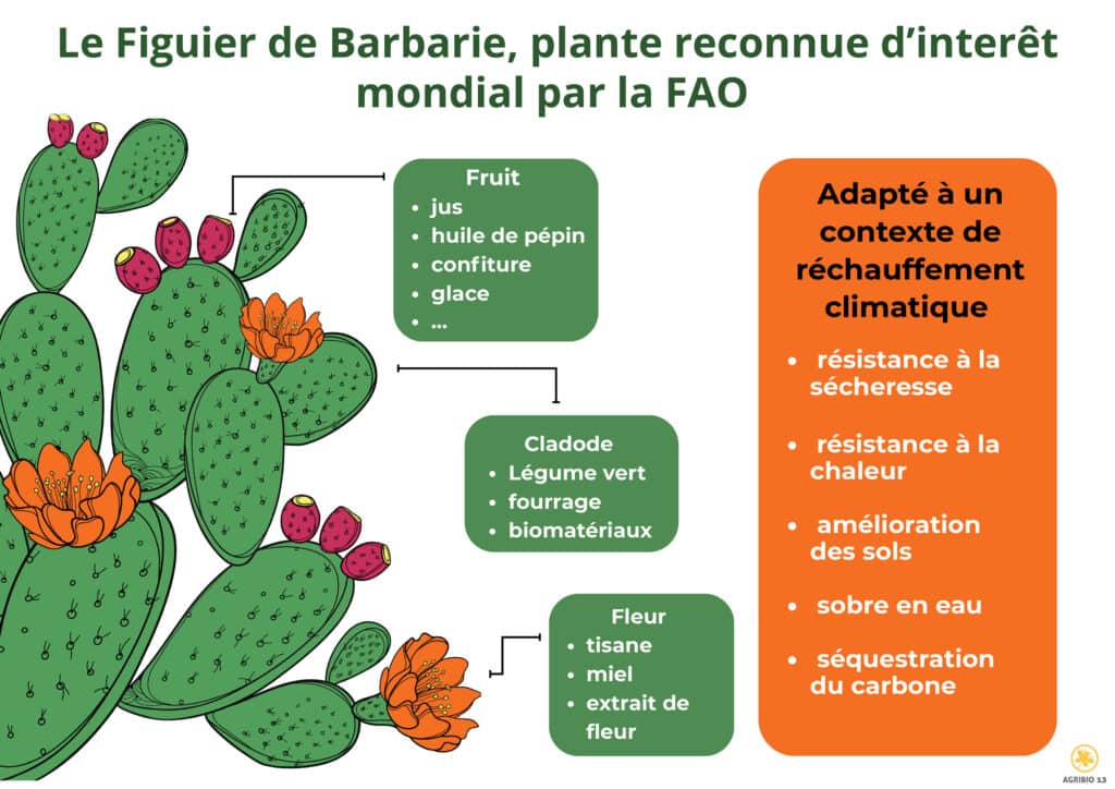 L’avenir serait-il dans le figuier de barbarie ? Bleu Tomate