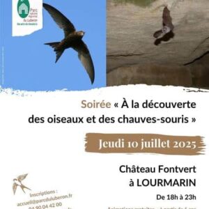 Martinet et chauve-souris