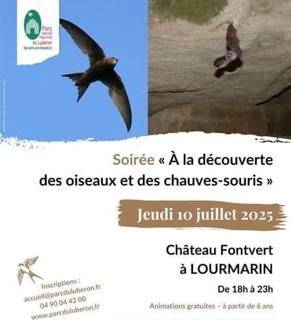 Martinet et chauve-souris