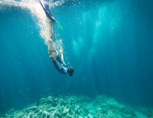 Le littoral méditerranéen à portée de palmes : des sorties nature pour tous Bleu Tomate
