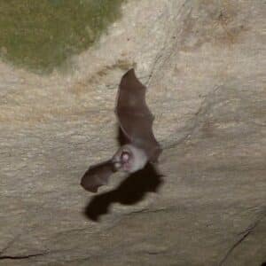 chauve-souris
