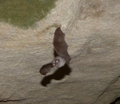 chauve-souris
