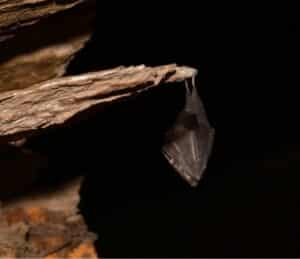 chauve souris PNRL