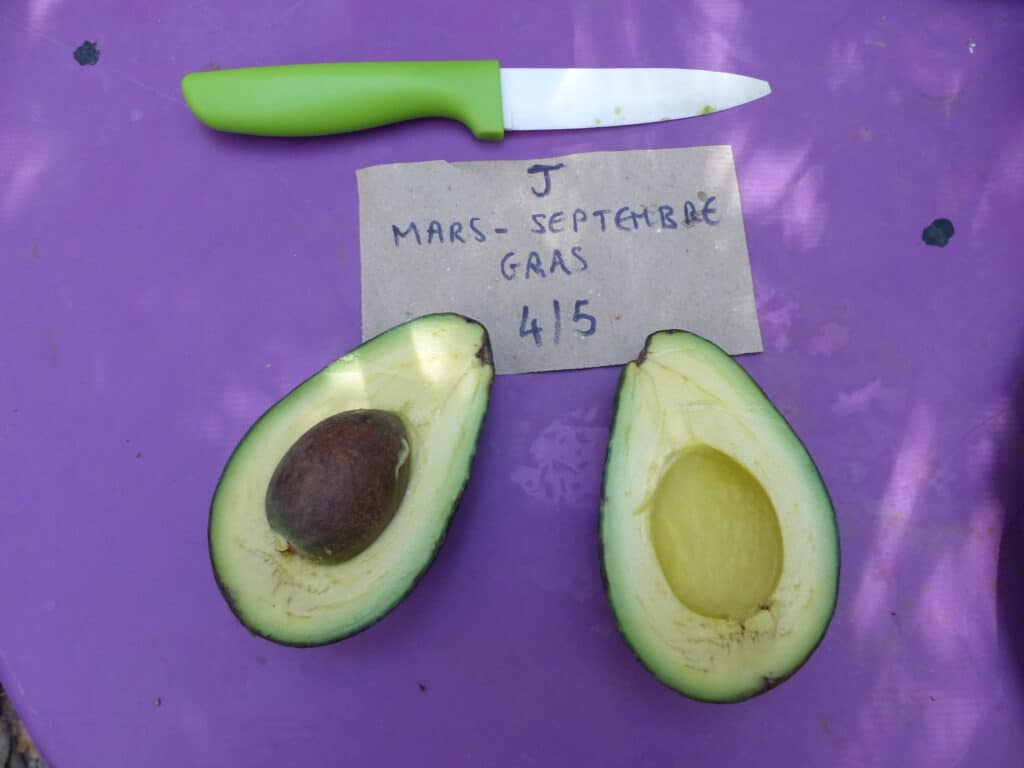 une variété d'avocat dégustée et notée