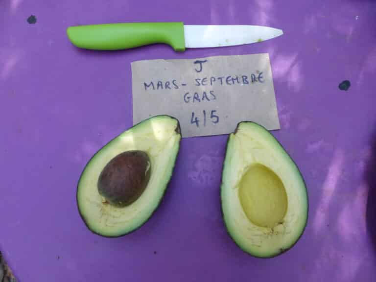 une variété d'avocat dégustée et notée