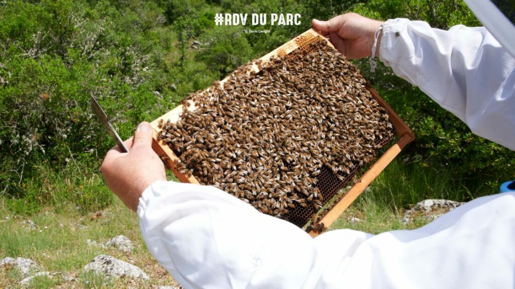 Découvrez le monde des abeilles, l’apiculture et les miels locaux lors d’une animation gratuite et gourmande au cœur de la Sainte-Baume.