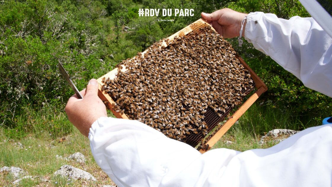 Découvrez le monde des abeilles, l’apiculture et les miels locaux lors d’une animation gratuite et gourmande au cœur de la Sainte-Baume.