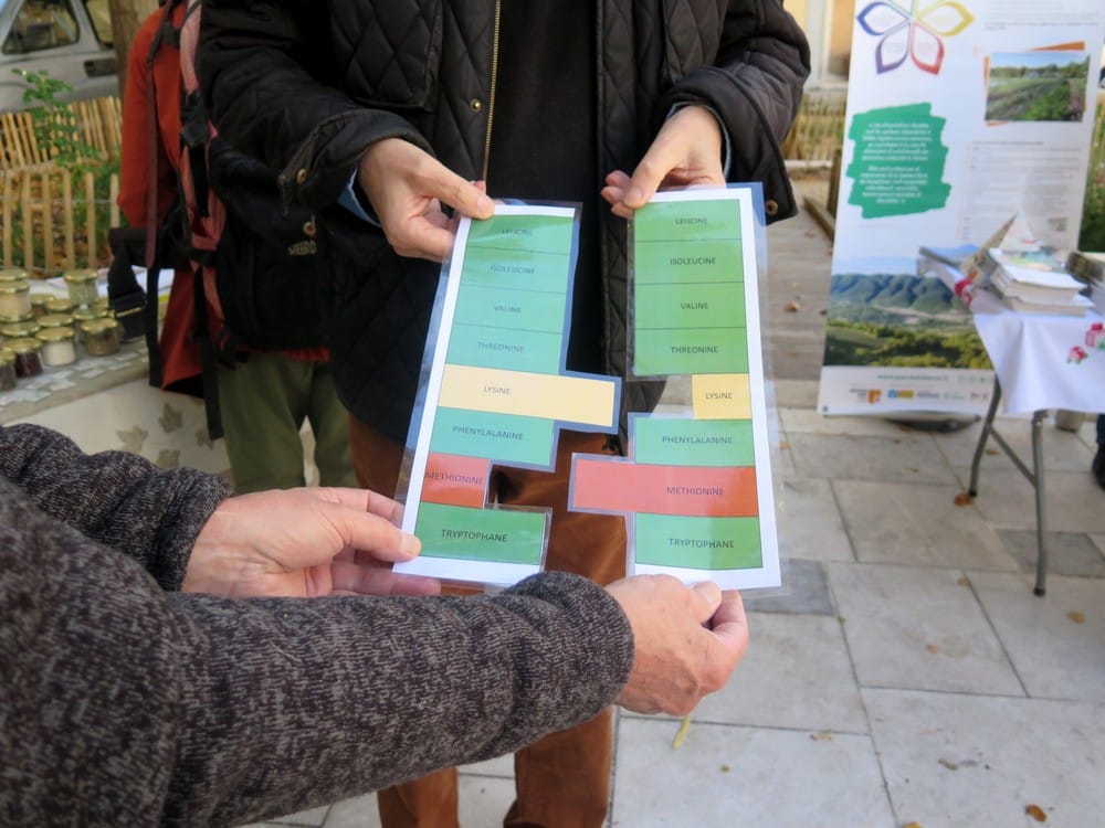la représentation des acides aminés dans les céréales et les légumineuses