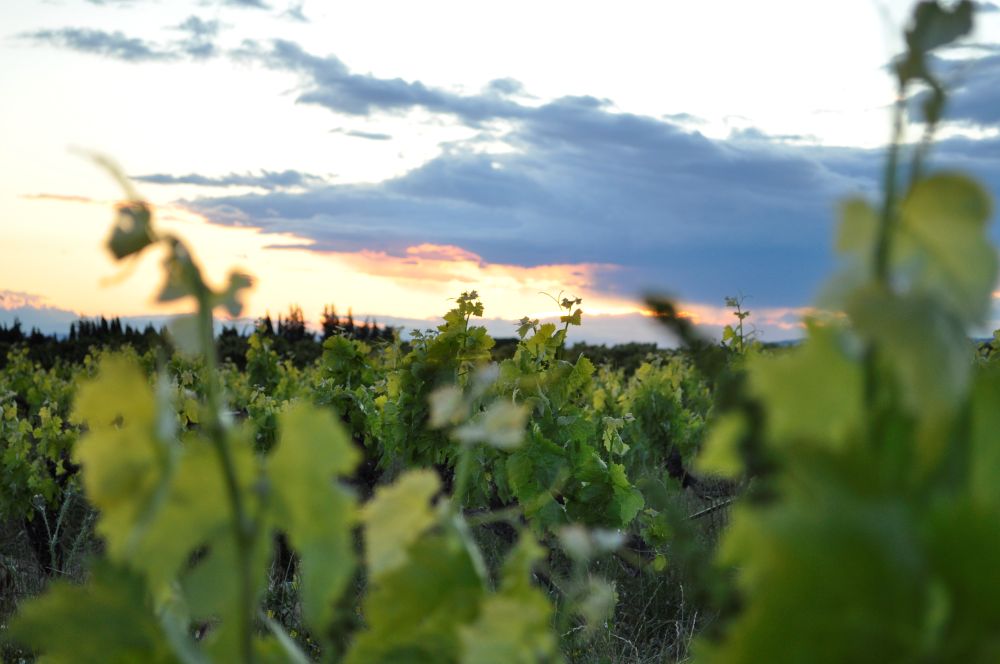 18ème édition du Festival Brin de Culture - Dans le Vaucluse Bleu Tomate