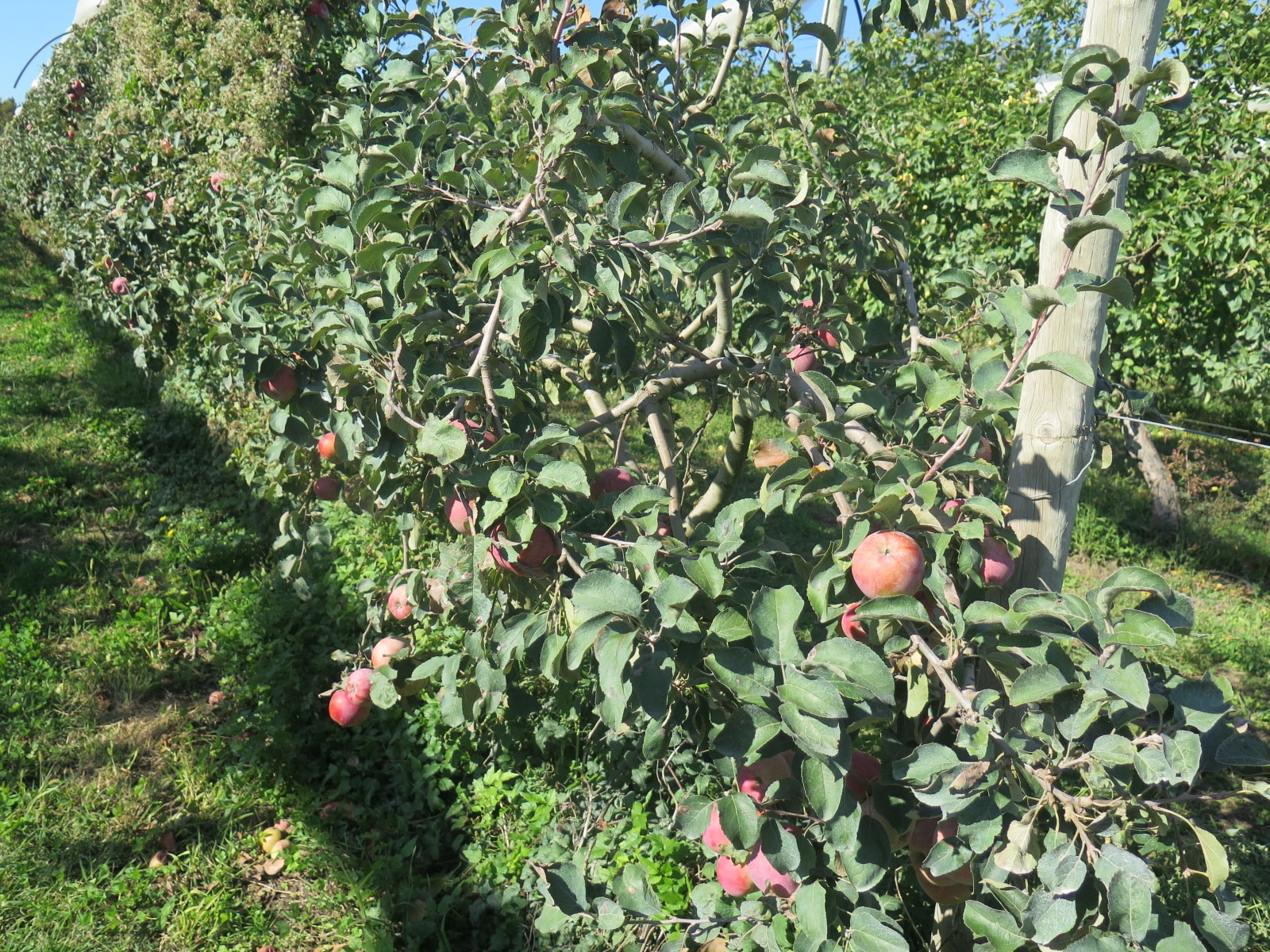 Verger de pommes Juliet® dans le Vaucluse
